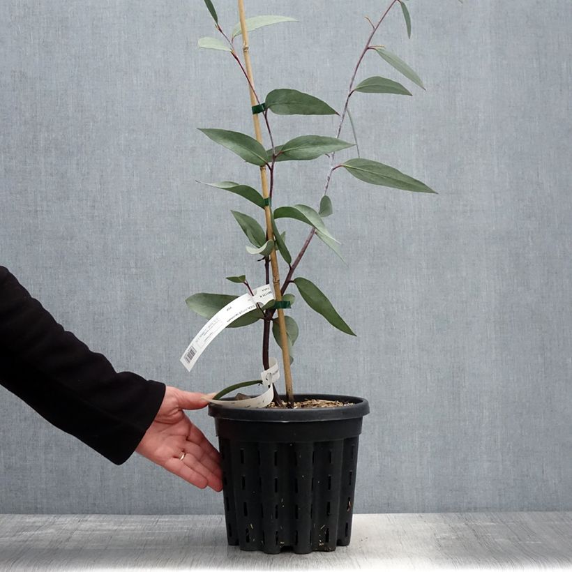 Example of Eucalyptus lacrimans - Gommier des neiges pleureur Pot de 4L/5L, Pot anti-chignon as you get in printemps