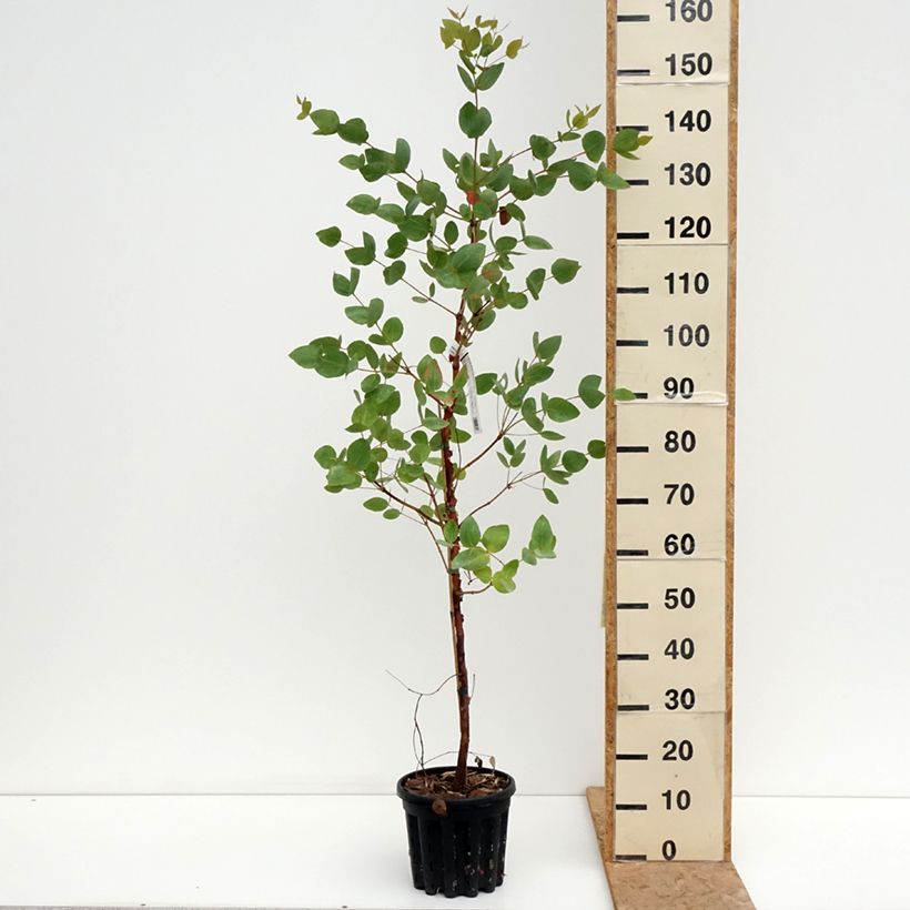 Spécimen de Eucalyptus leucoxylon Rosea Pot de 4L/5L, Pot anti-chignon tel que livré en été