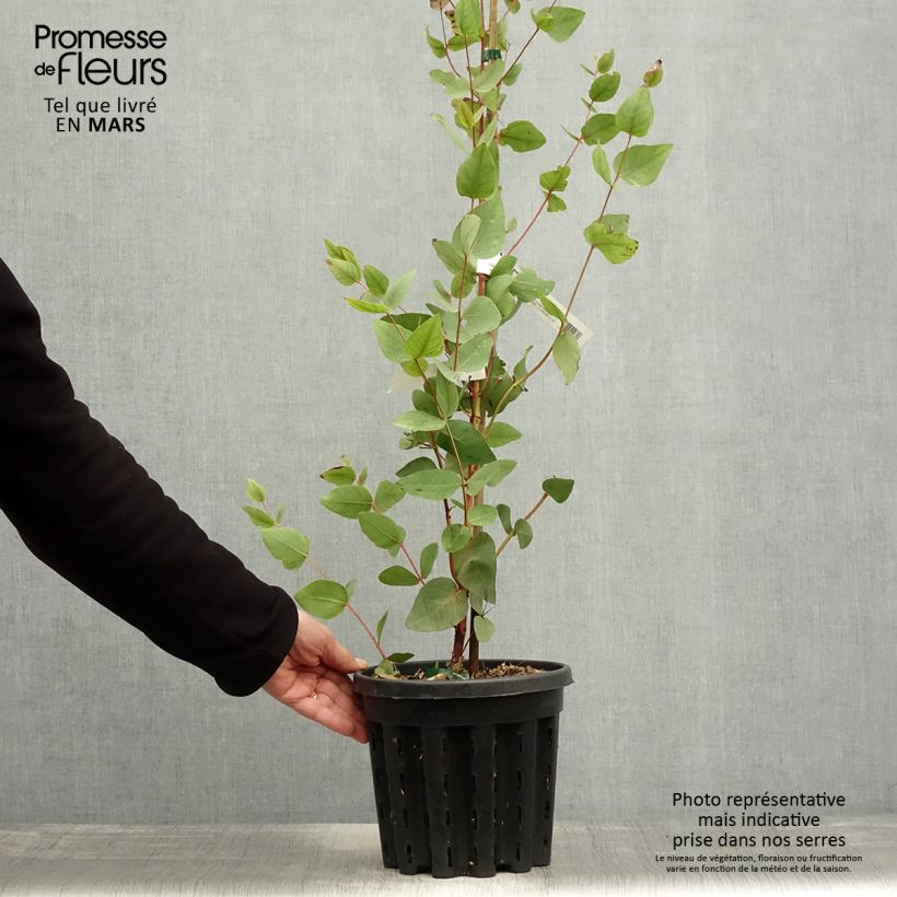 Example of Eucalyptus leucoxylon Rosea Pot de 4L/5L, Pot anti-chignon as you get in printemps