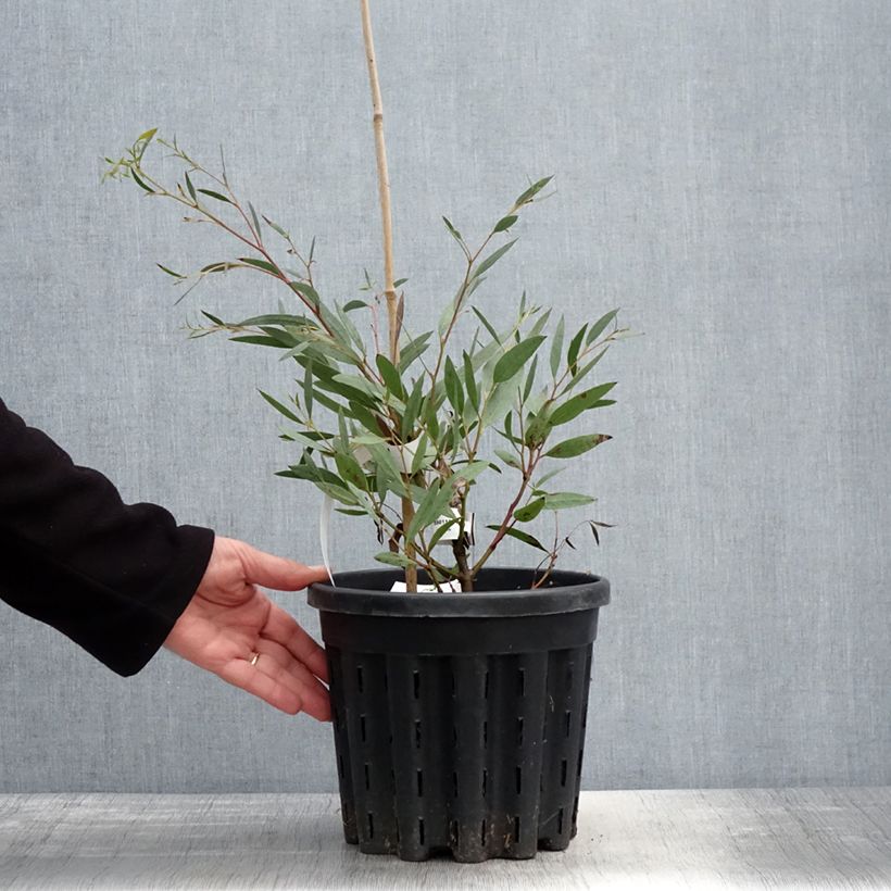 Example of Eucalyptus mitchelliana - Gommier de Mount Buffalo Pot de 4L/5L, Pot anti-chignon as you get in printemps