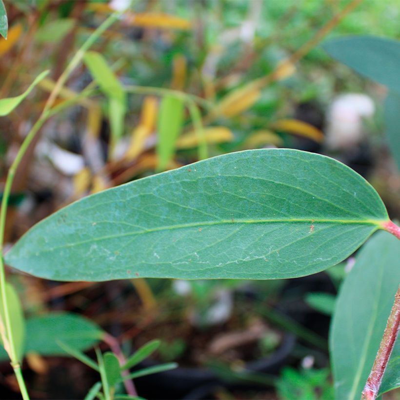 Eucalyptus mitchelliana - Gommier de Mount Buffalo (Foliage)