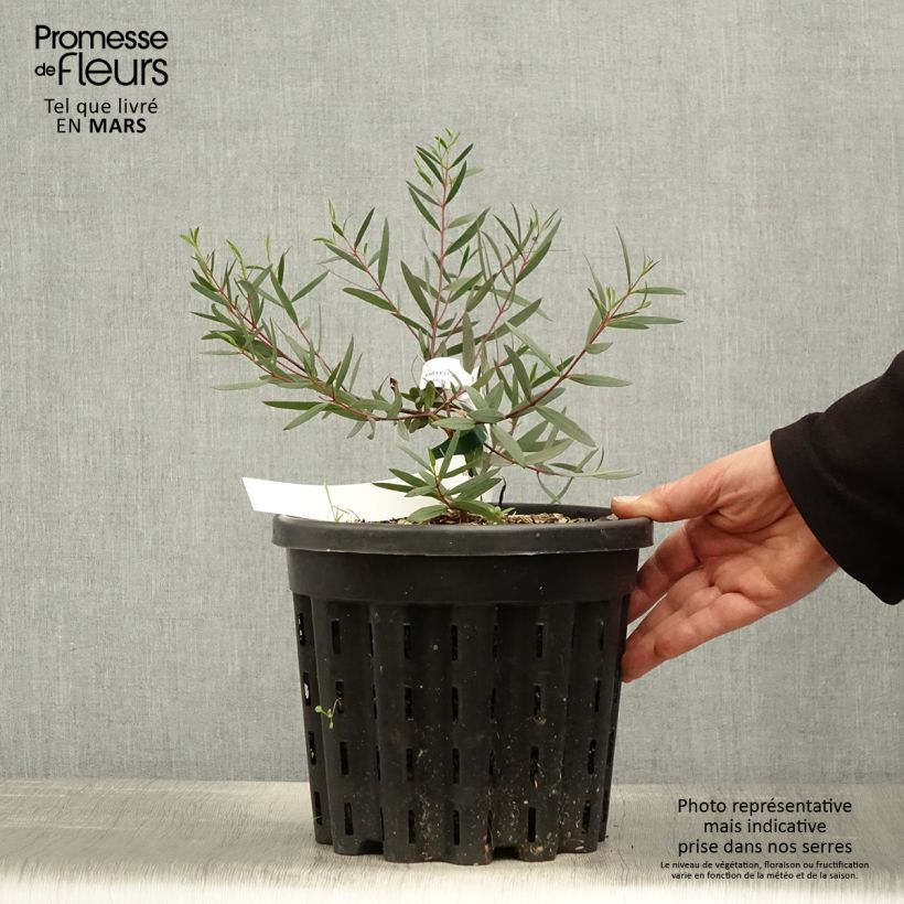 Example of Eucalyptus moorei subsp. moorei Pot de 4L/5L, Pot anti-chignon as you get in printemps