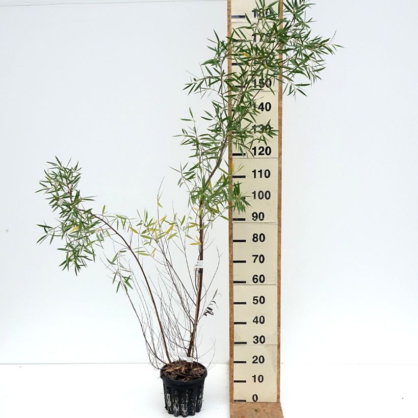 Spécimen de Eucalyptus moorei subsp. moorei Pot de 4L/5L, Pot anti-chignon tel que livré en automne