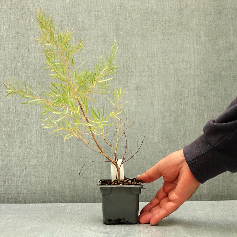 Spécimen de Eucalyptus nicholii - Gommier menthe de Nicol Godet de 8/9 cm tel que livré en été