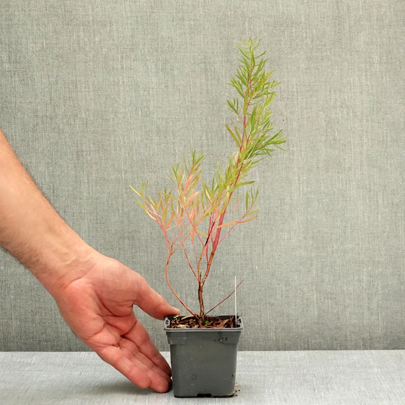 Spécimen de Eucalyptus nicholii - Gommier menthe de Nicol Godet de 8/9 cm tel que livré au printemps