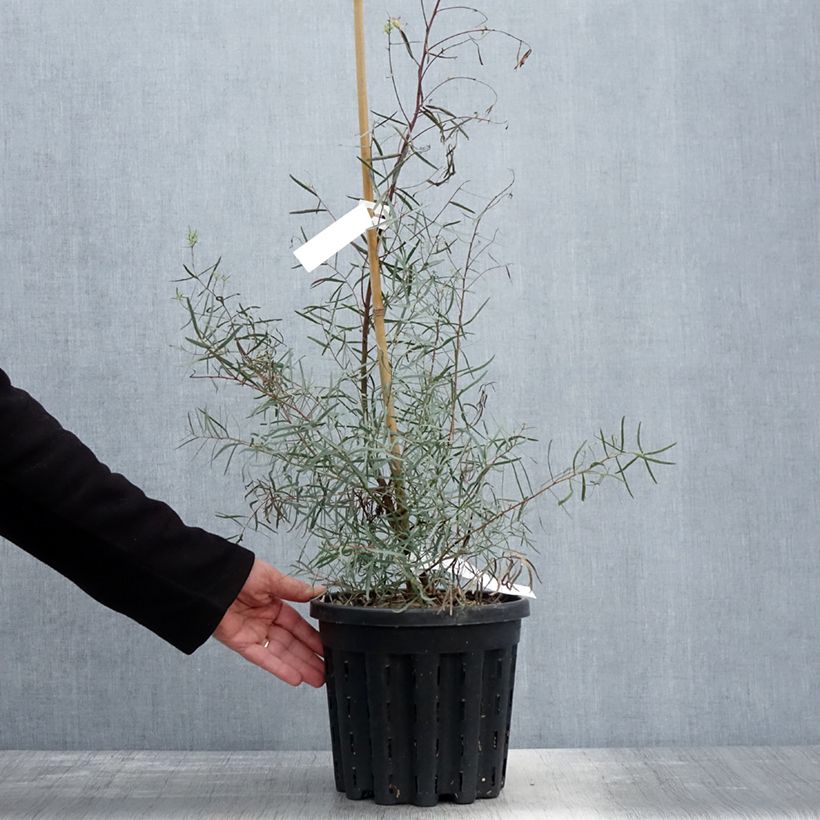 Example of Eucalyptus nicholii - Gommier menthe de Nicol Pot de 4L/5L, Pot anti-chignon as you get in printemps