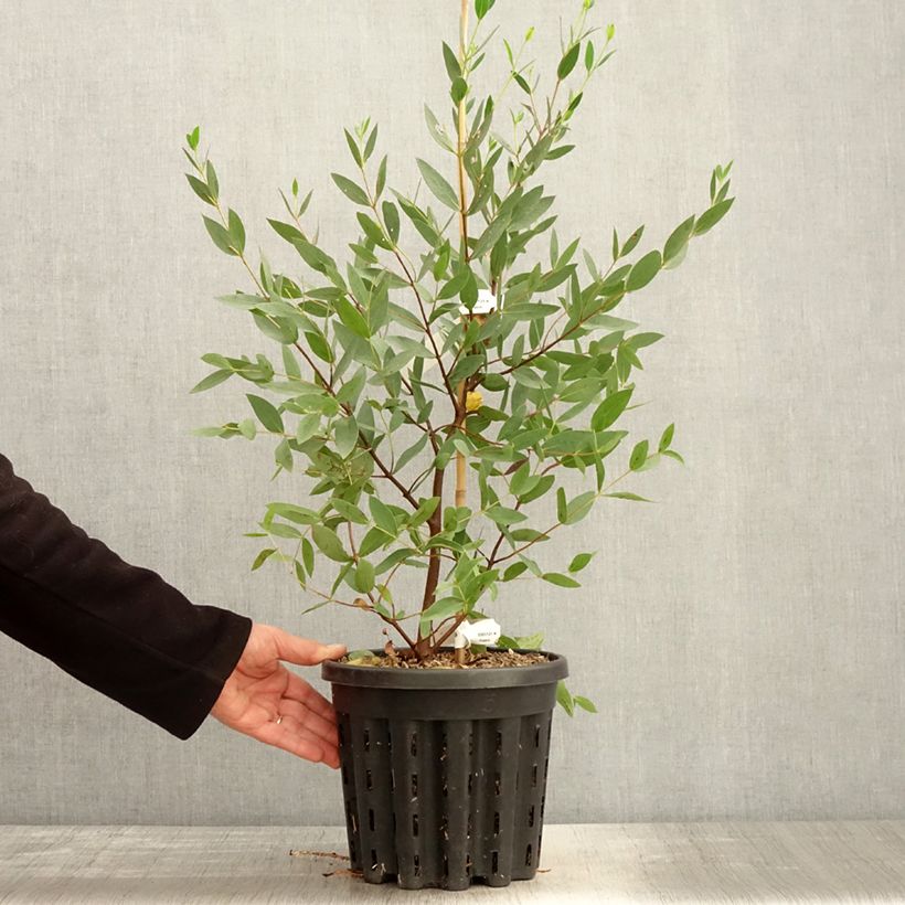 Example of Eucalyptus nitida - Gommier menthe de Smithton Pot de 4L/5L, Pot anti-chignon as you get in printemps