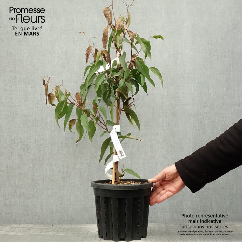 Example of Eucalyptus obliqua - Eucalyptus géant Pot de 4L/5L, Pot anti-chignon as you get in printemps