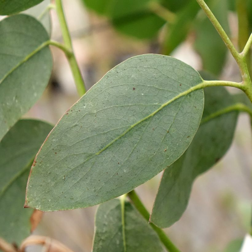 Eucalyptus pauciflora subsp. hedraia Falls Creek - Gommier des neiges (Foliage)