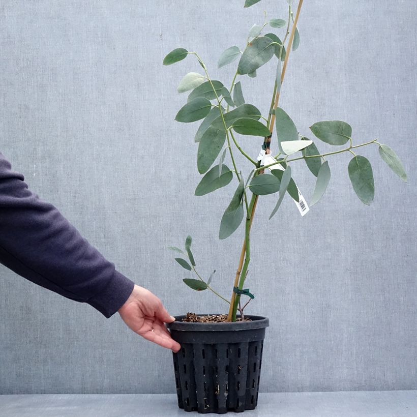 Example of Eucalyptus pauciflora subsp. hedraia Falls Creek - Gommier des neiges Pot de 4L/5L, Pot anti-chignon as you get in printemps