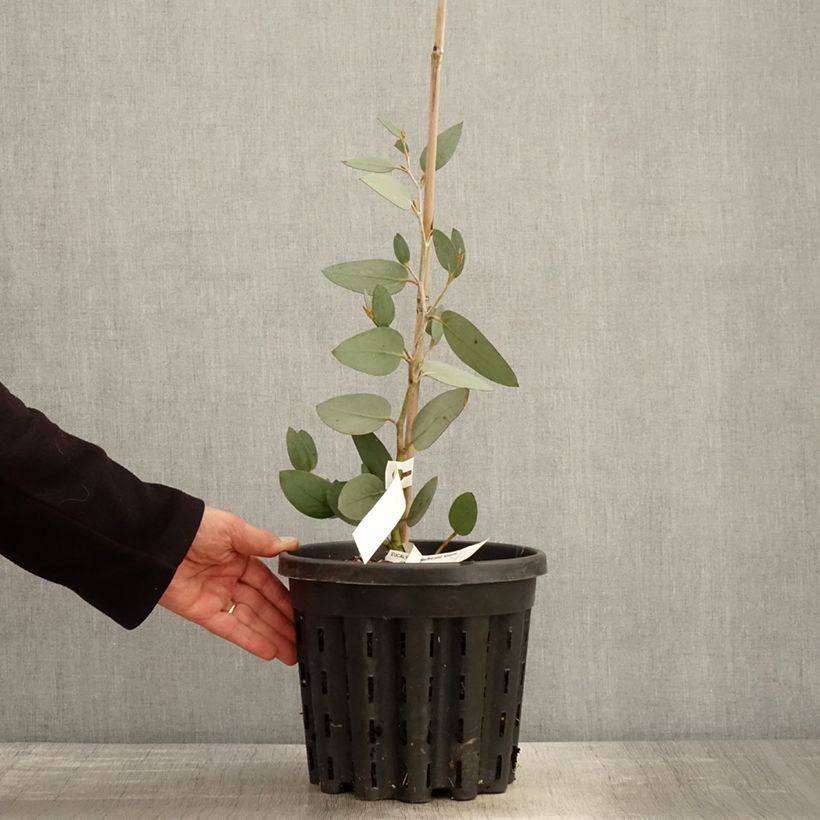 Example of Eucalyptus pauciflora subsp. niphophila Mt Bogong - Gommier des neiges Pot de 4L/5L, Pot anti-chignon as you get in printemps
