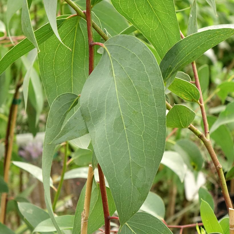 Eucalyptus pauciflora subsp. pauciflora Adaminaby - Gommier des neiges (Foliage)