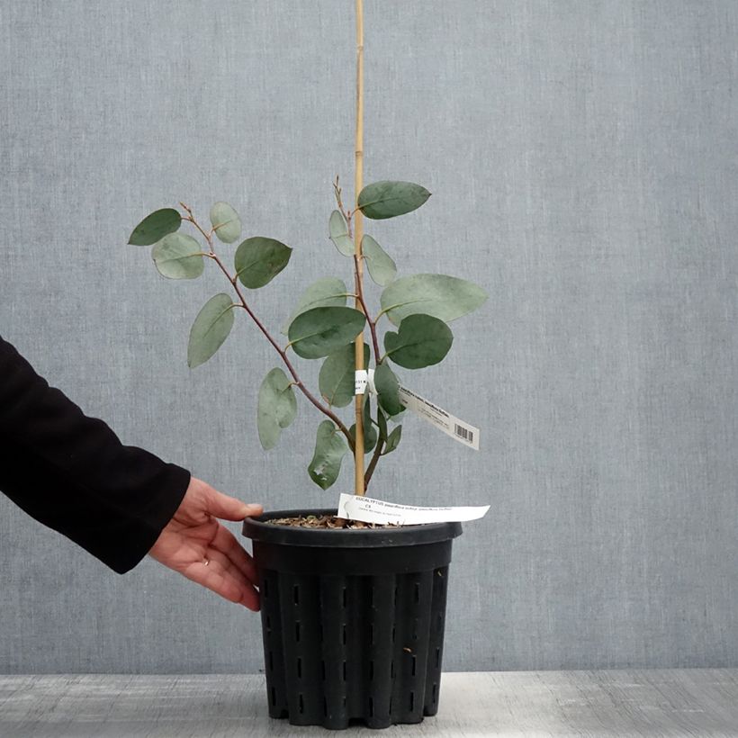 Example of Eucalyptus pauciflora subsp. pauciflora Buffalo - Gommier des neiges Pot de 4L/5L, Pot anti-chignon as you get in printemps