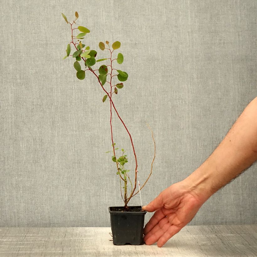 Example of Eucalyptus polyanthemos - Gommier florifère Godet de 8/9 cm as you get in printemps