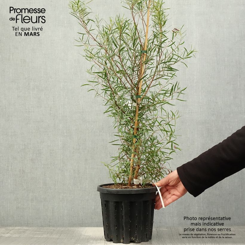 Example of Eucalyptus pulchella - Gommier menthe poivrée blanche Pot de 4L/5L, Pot anti-chignon as you get in printemps