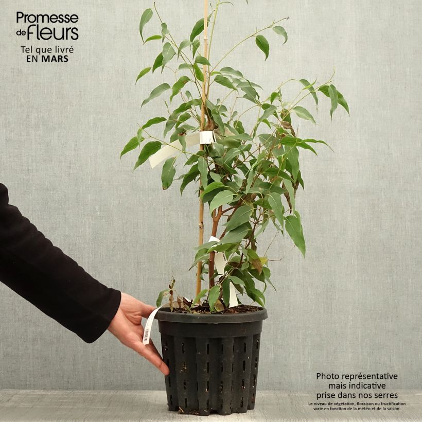 Example of Eucalyptus regnans - Eucalyptus géant, Gommier royal Pot de 4L/5L, Pot anti-chignon as you get in printemps