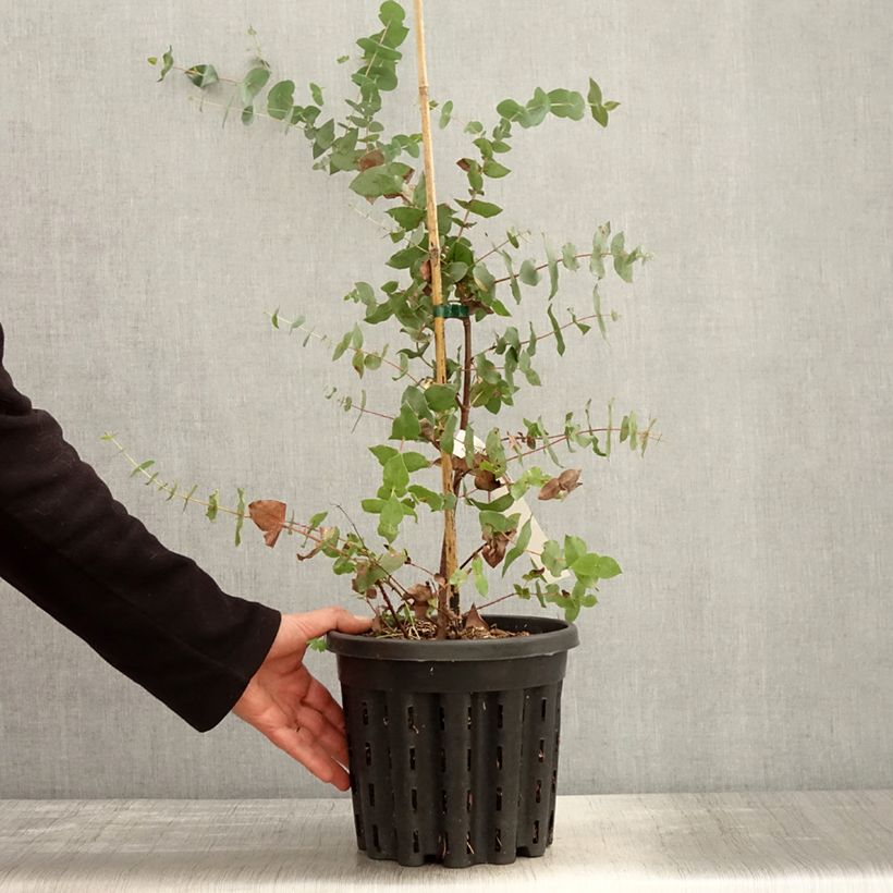 Example of Eucalyptus risdonii - Gommier de Risdon Pot de 4L/5L, Pot anti-chignon as you get in printemps