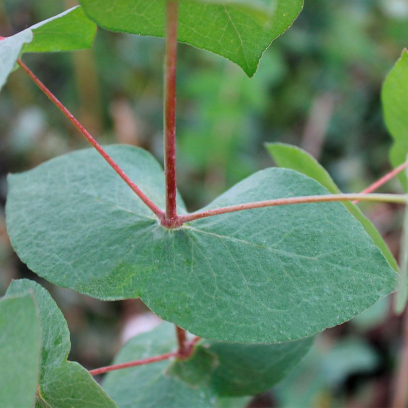 Eucalyptus risdonii - Gommier de Risdon (Foliage)