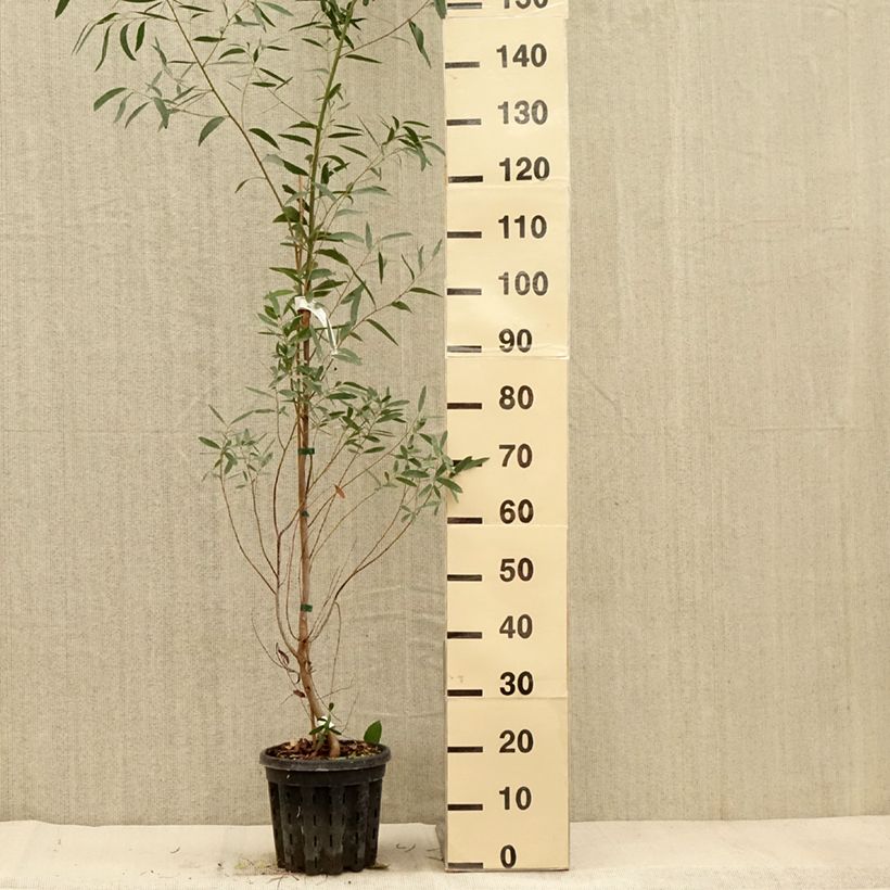 Spécimen de Eucalyptus rodwayi - Eucalyptus ou Gommier des marais Pot de 4L/5L, Pot anti-chignon tel que livré en automne
