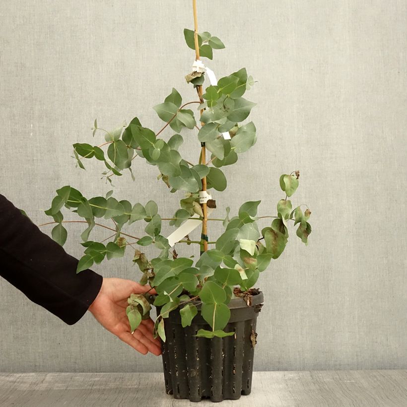 Spécimen de Eucalyptus rubida - Gommier chandelle ou à ruban, Gommier blanc Pot de 4L/5L, Pot anti-chignon tel que livré en automne