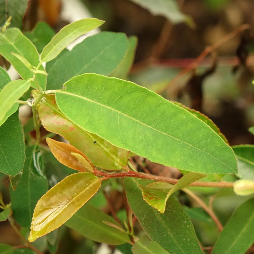 Eucalyptus saligna - Gommier bleu de Sydney (Foliage)