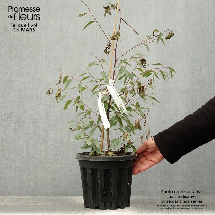 Example of Eucalyptus saligna - Gommier bleu de Sydney Pot de 4L/5L, Pot anti-chignon as you get in printemps