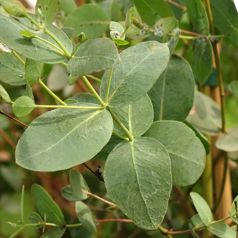Eucalyptus saxatilis - Mallée des rochers (Foliage)