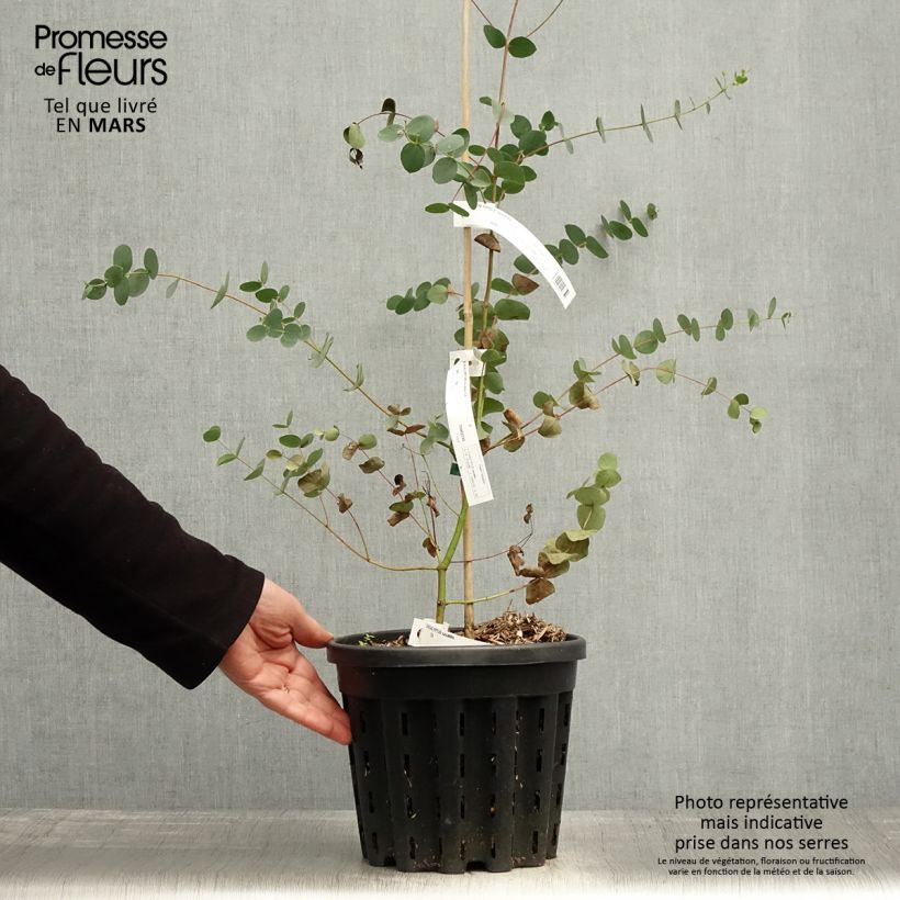 Example of Eucalyptus saxatilis - Mallée des rochers Pot de 4L/5L, Pot anti-chignon as you get in printemps