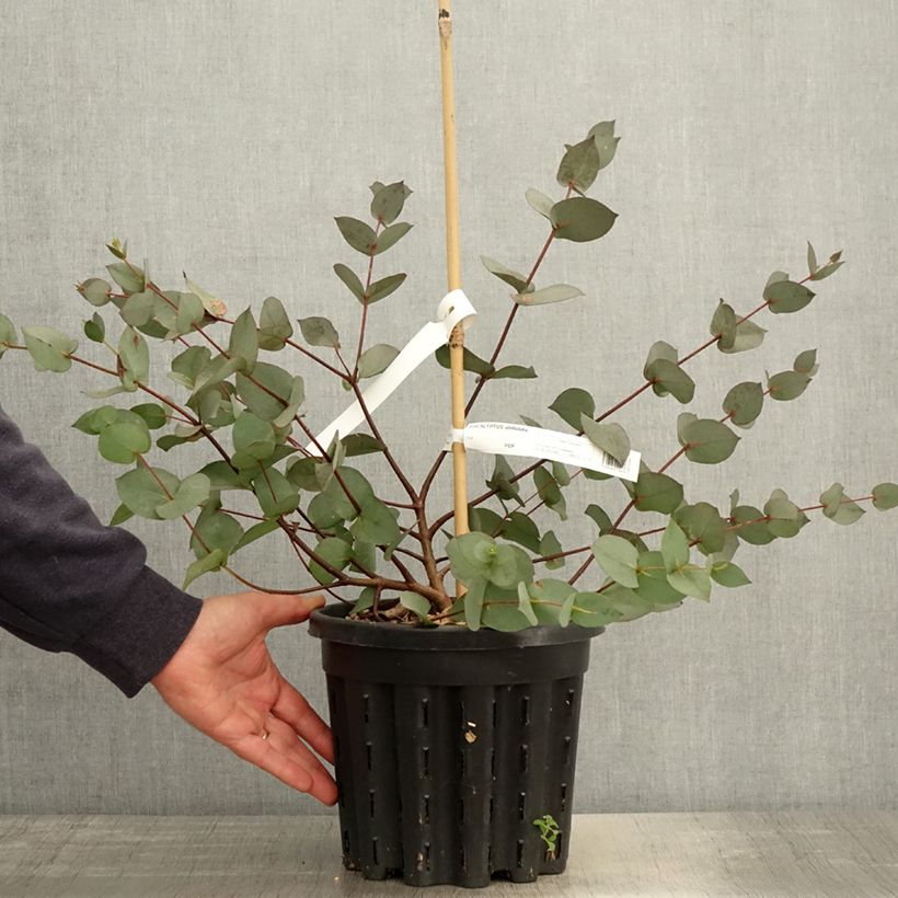 Example of Eucalyptus stellulata Pot de 3L/4L, 40/60 as you get in printemps
