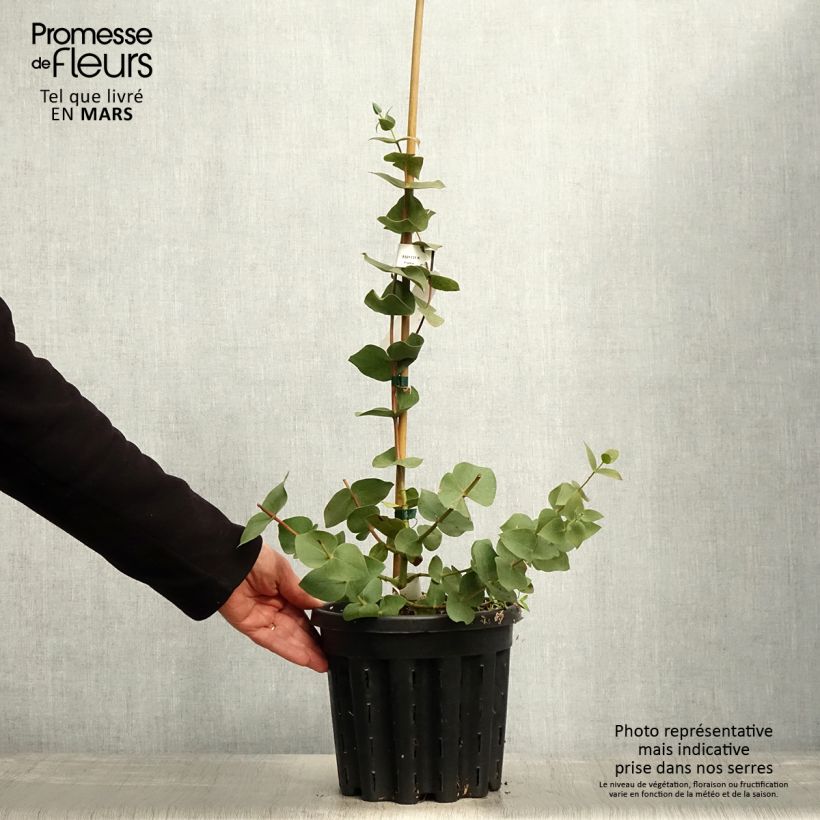 Example of Eucalyptus sturgissiana - Mallée d'Ettrema Pot de 4L/5L, Pot anti-chignon as you get in printemps
