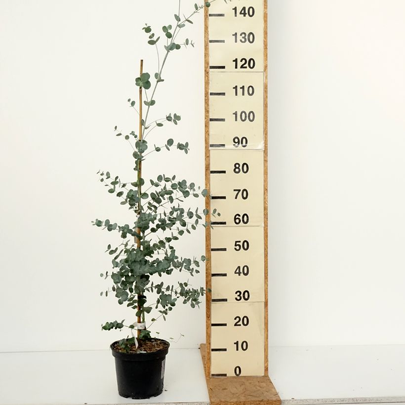 Spécimen de Eucalyptus urnigera forme glauque - Gommier à urnes Pot de 4L/5L, Pot anti-chignon tel que livré en automne