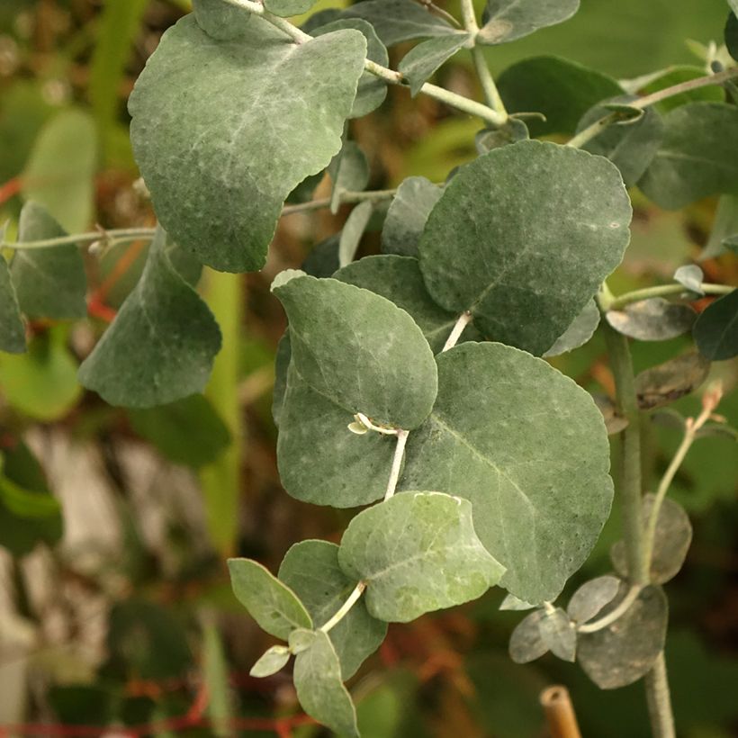 Eucalyptus urnigera forme glauque - Gommier à urnes (Foliage)