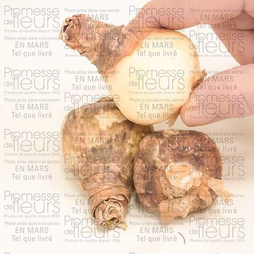 Example of Eucharis amazonica - Lis d'Amazonie Bulbe calibre I as you get