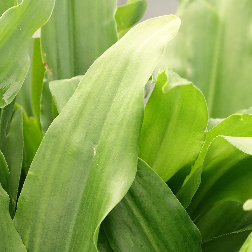 Eucomis autumnalis - Eucomide (Feuillage)
