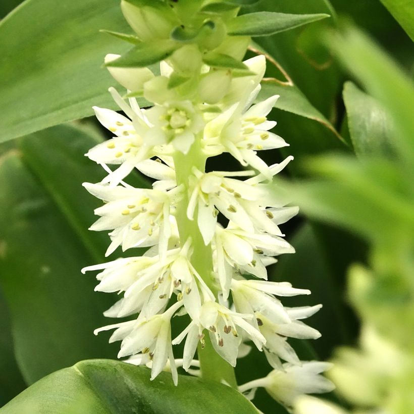Eucomis autumnalis - Eucomide (Floraison)