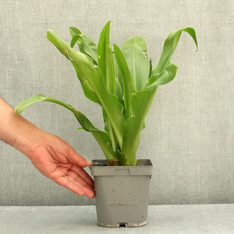 Spécimen de Eucomis autumnalis - Eucomide Pot de 2L/3L calibre 14/16 tel que livré au printemps