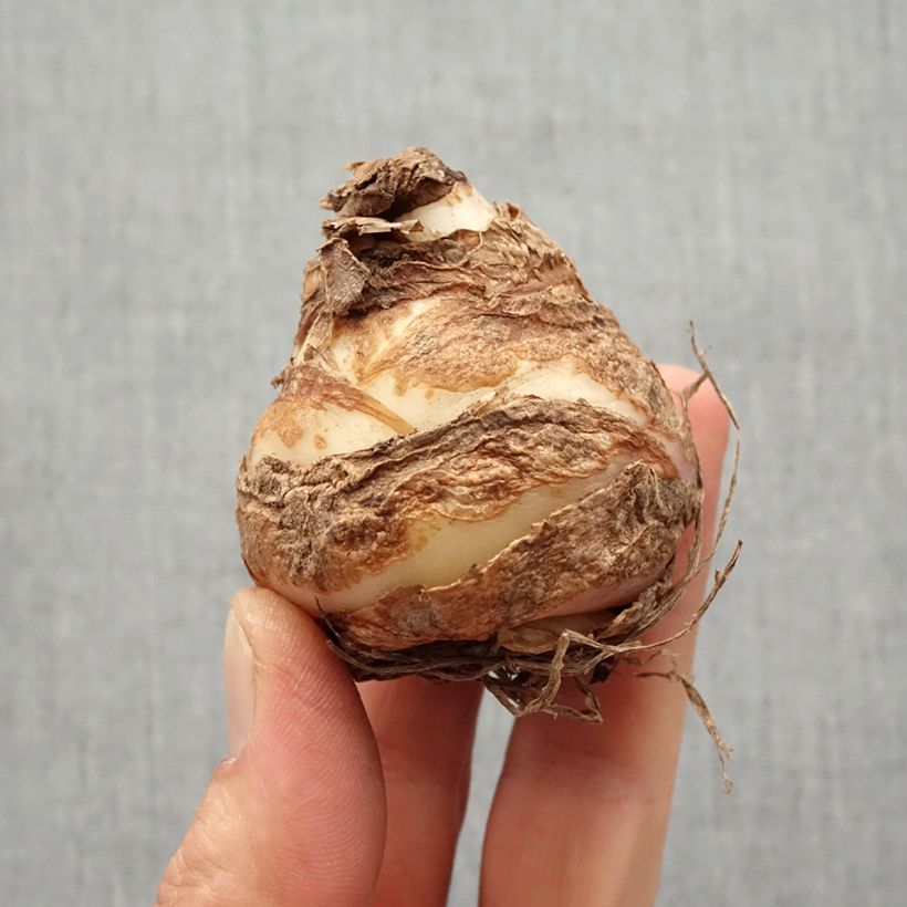 Spécimen de Eucomis comosa Leia - Eucomide rose  Bulbe calibre 18+ tel que livré au printemps