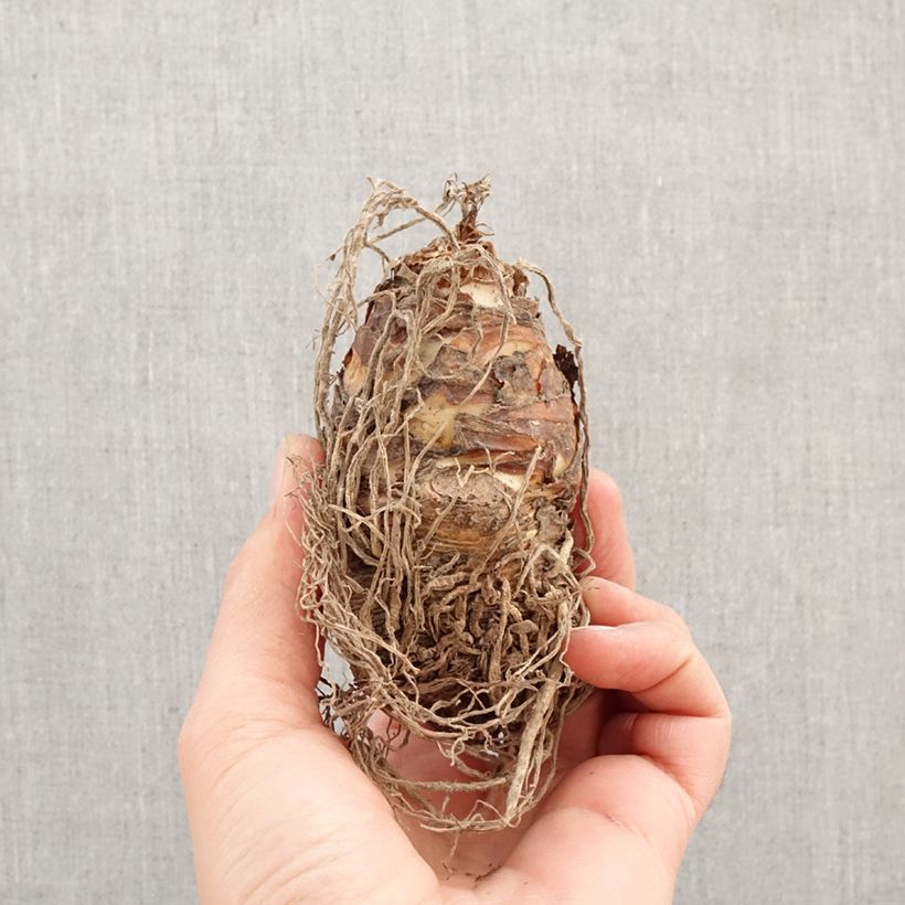 Spécimen de Eucomis comosa Pink Gin - Fleur ananas Bulbe calibre 16/18 tel que livré au printemps
