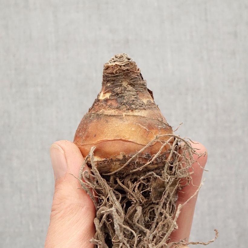 Spécimen de Eucomis comosa Sparkling Burgundy®  - Eucomide rose à feuillage pourpre Bulbe size 18 tel que livré au printemps