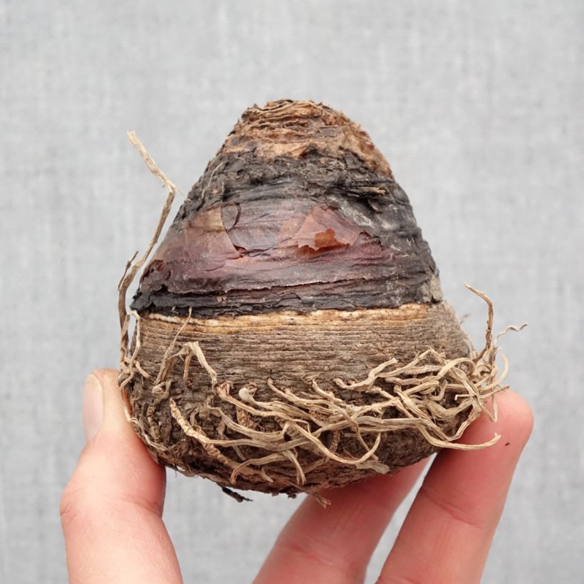 Example of Eucomis pole-evansii - Eucomide blanche à coeur mauve. Bulbe calibre 24+ as you get in printemps