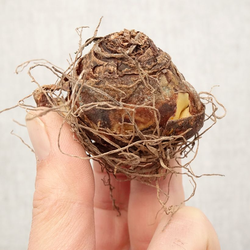 Spécimen de Eucomis vandermerwei - Eucomide panachée  Bulbe calibre 12+ tel que livré au printemps