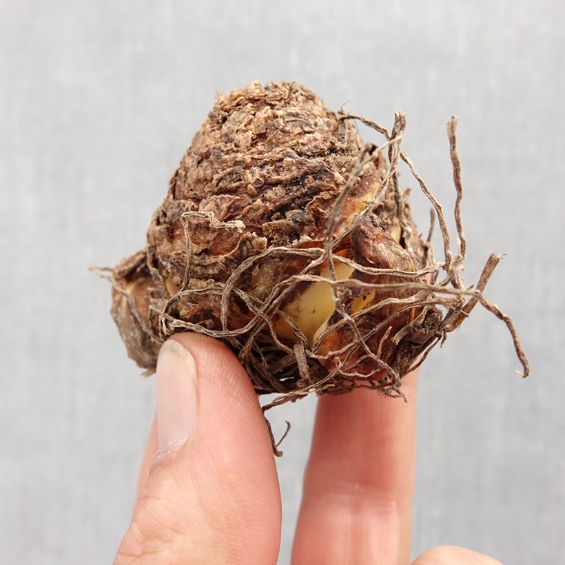 Spécimen de Eucomis vandermerwei Octopus Bulbe calibre 12+ tel que livré au printemps