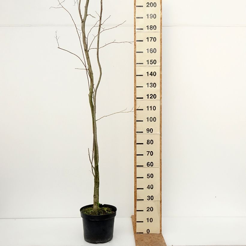 Spécimen de Eucommia ulmoides - Arbre à gutta-percha Pot de 12L/15L tel que livré en automne