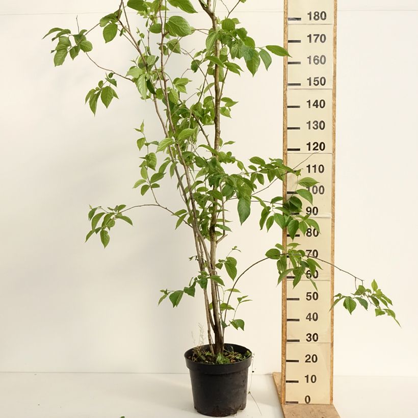 Example of Eucommia ulmoides - Arbre à gutta-percha Pot de 12L/15L as you get in printemps