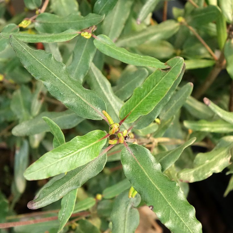 Eucryphia moorei - Eucryphia de Moore (Foliage)
