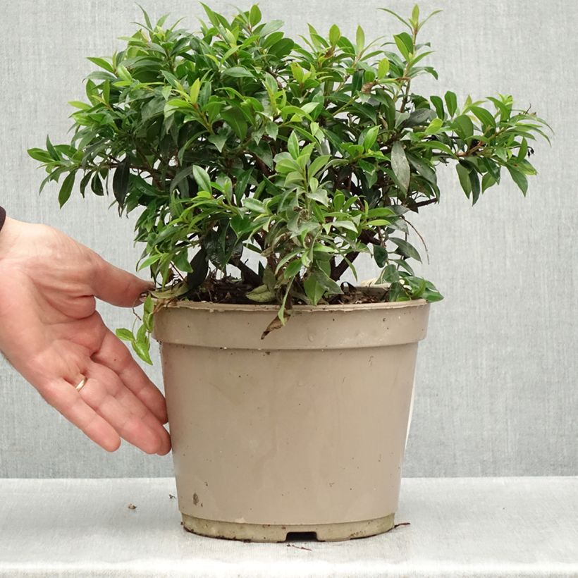 Spécimen de Eugenia myrtifolia Compacta - Myrte d'Australie Pot de 4L/5L tel que livré en automne