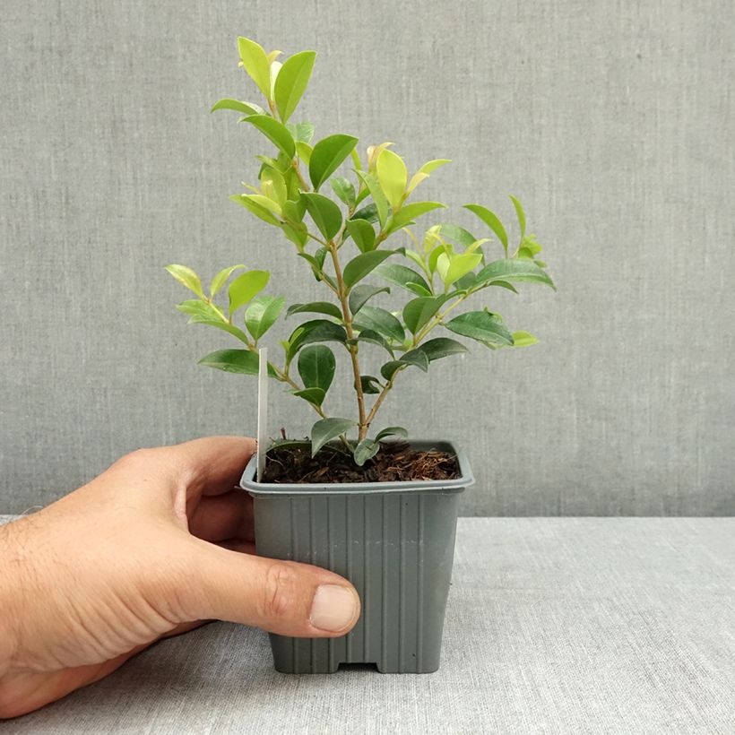 Spécimen de Eugenia myrtifolia New Port - Myrte d'Australie Godet de 8/9 cm tel que livré en été