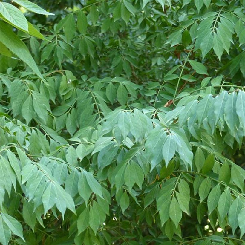 Euonymus alatus - Fusain ailé (Foliage)