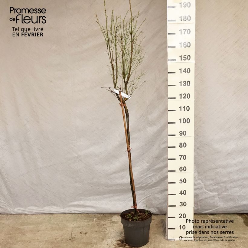 Spécimen de Euonymus clivicolus - Fusain Pot de 7,5L/10L, Tige, Tige de 90 cm tel que livré en hiver