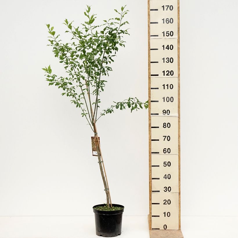 Spécimen de Euonymus europaeus Albus - Fusain d'Europe Pot de 7,5L/10L tel que livré au printemps